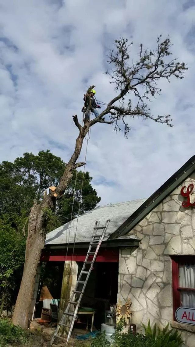 Austin Tree Patrol Services