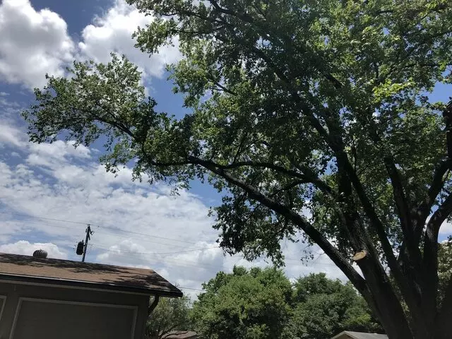 Austin Tree Patrol Services