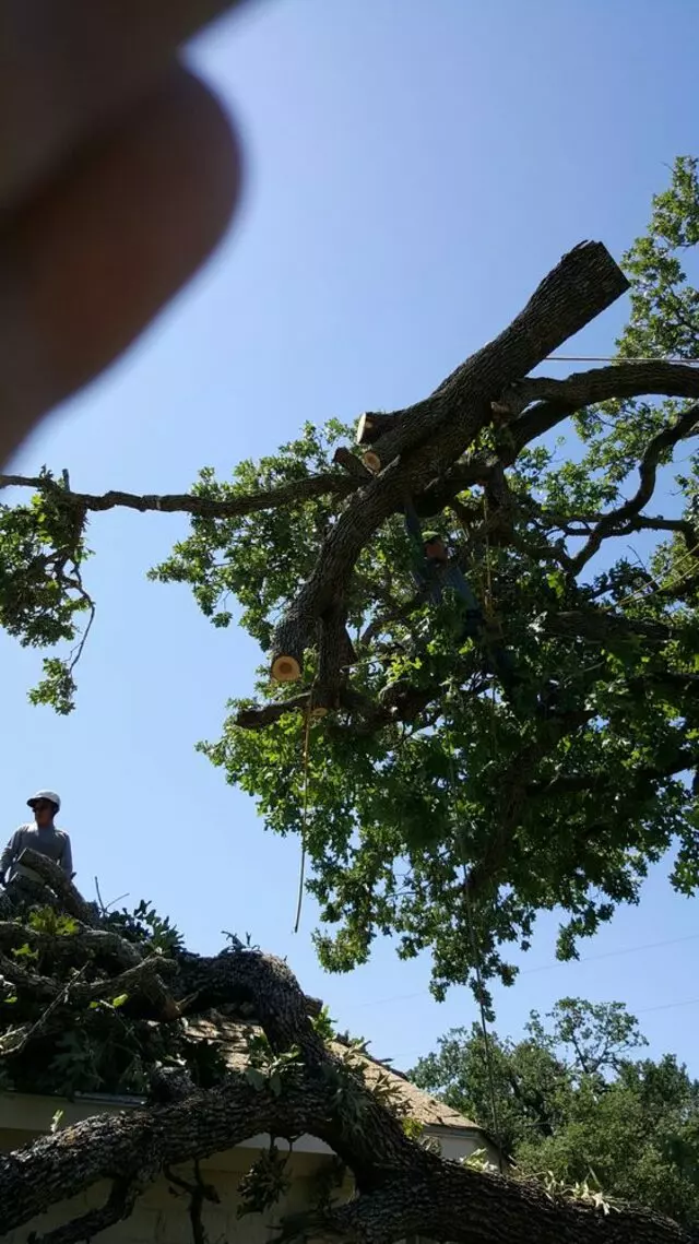 Austin Tree Patrol Services