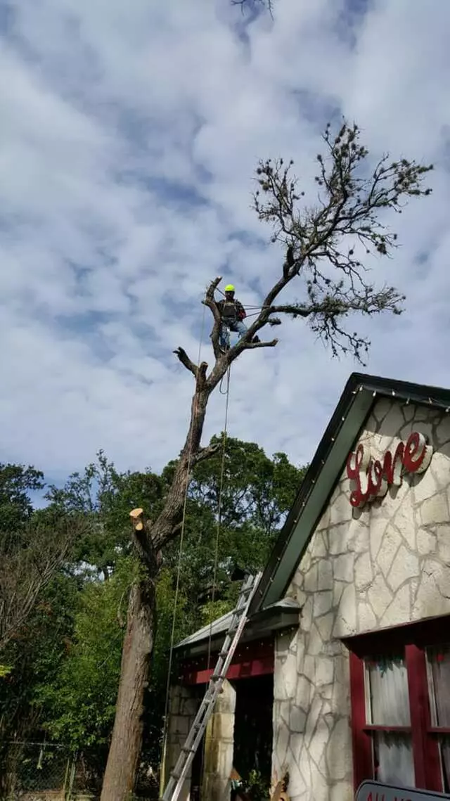 Austin Tree Patrol Services
