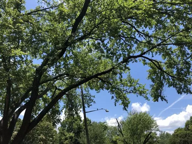 Austin Tree Patrol Services