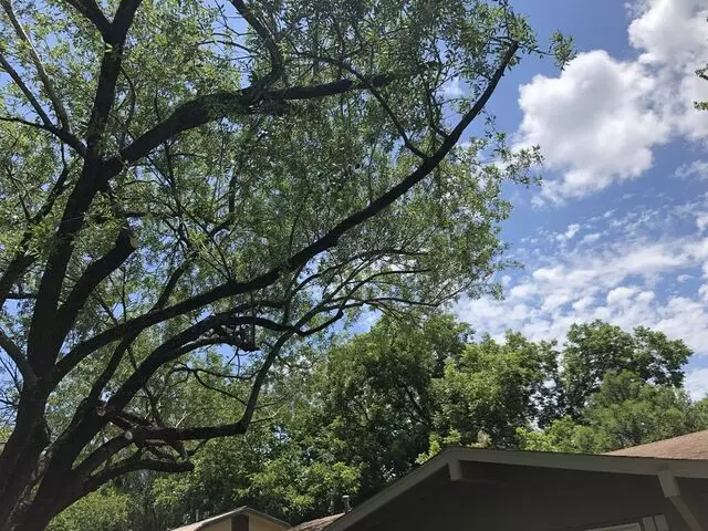 Austin Tree Patrol Services