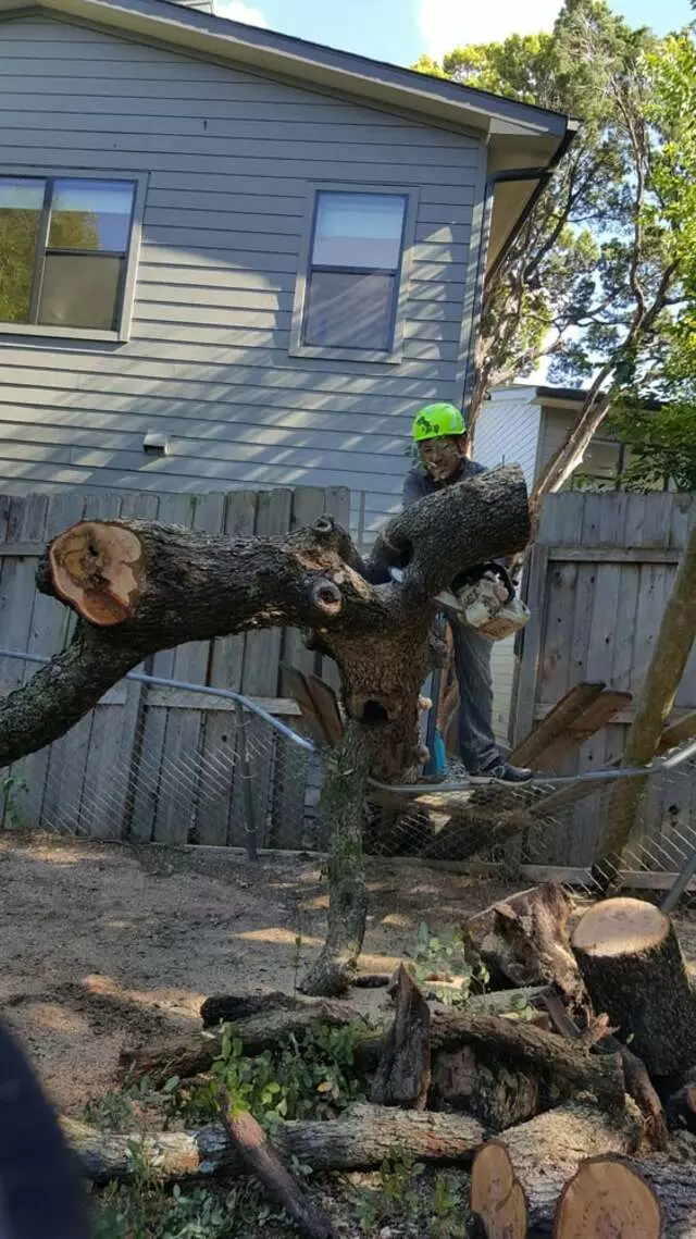 Austin Tree Patrol Services