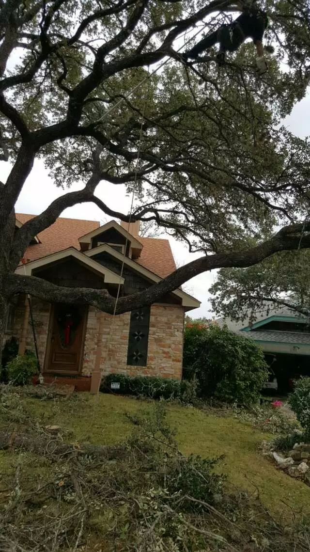 Austin Tree Patrol Services