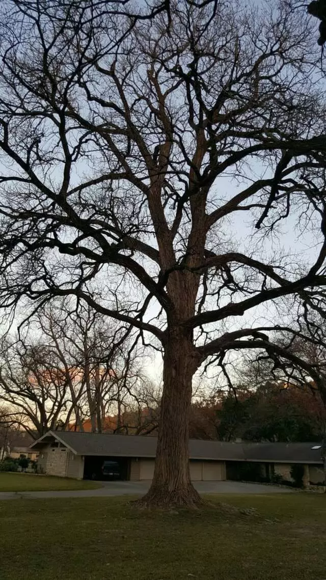 Austin Tree Patrol Services