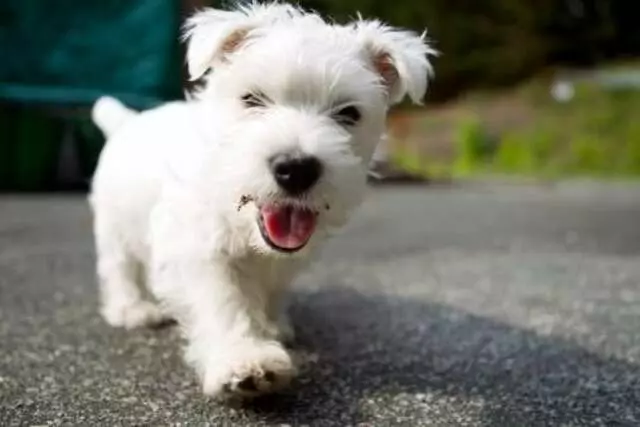 Sparky&apos;s Gotta Go! Petsitting and Dog walking