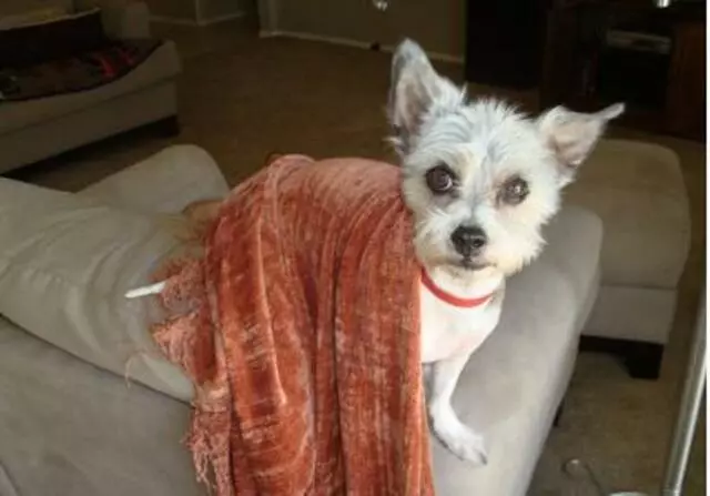 Austin Dog Sitting