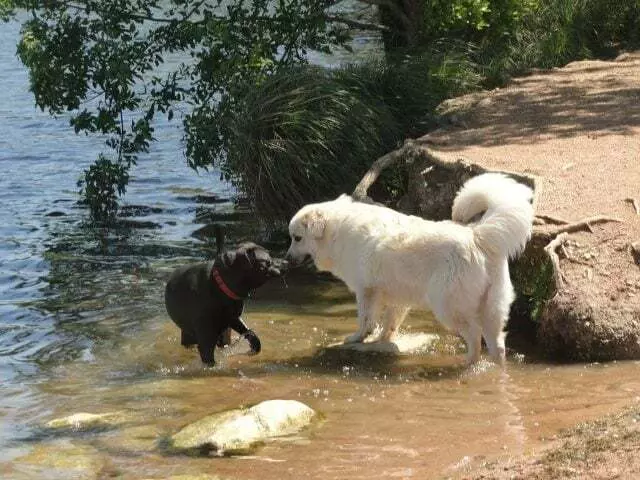 Austin Mighty Dog