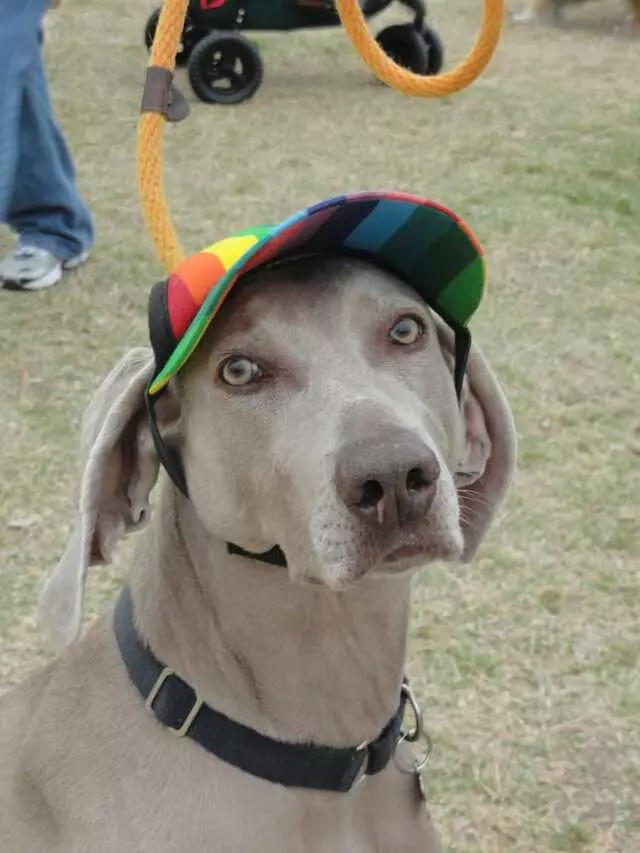 Austin Mighty Dog