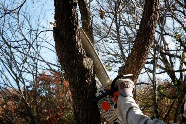 Adam’s Apple Tree Service