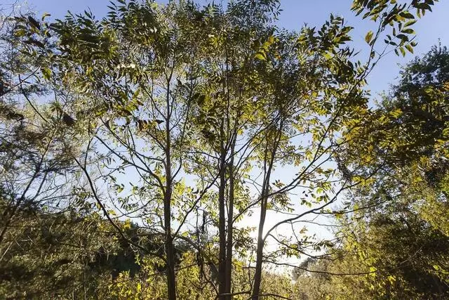 Austin Permaculture Guild