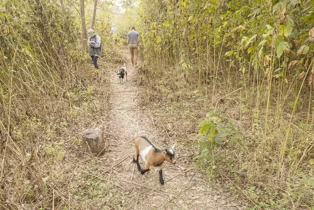 Austin Permaculture Guild