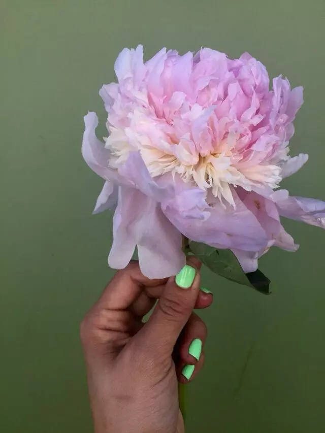 Austin Flower