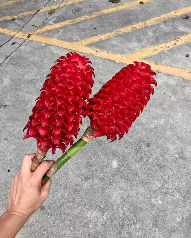 Austin Flower