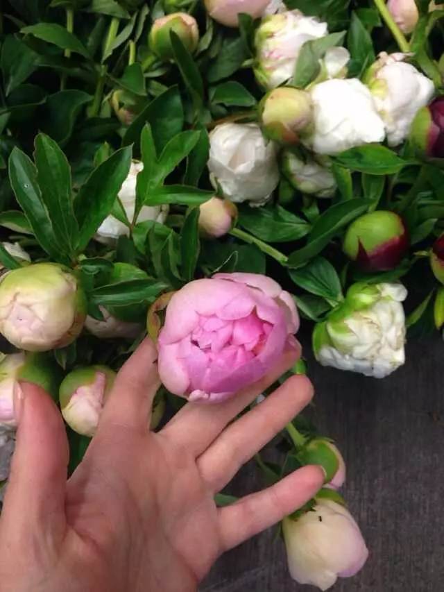 Austin Flower