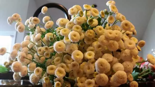 Austin Flower