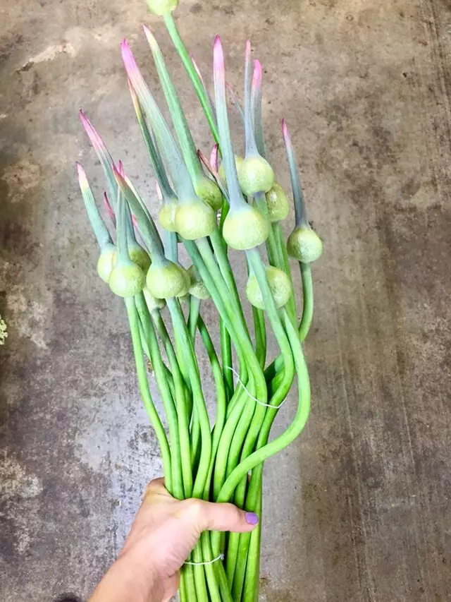 Austin Flower
