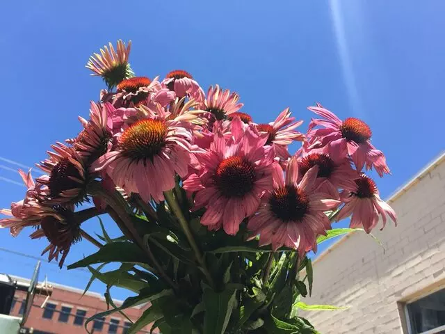 Austin Flower