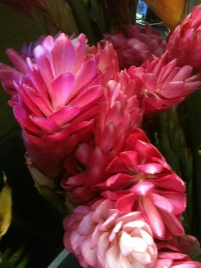 Austin Flower