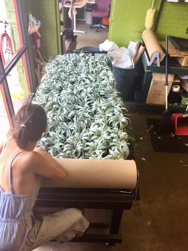 Austin Flower