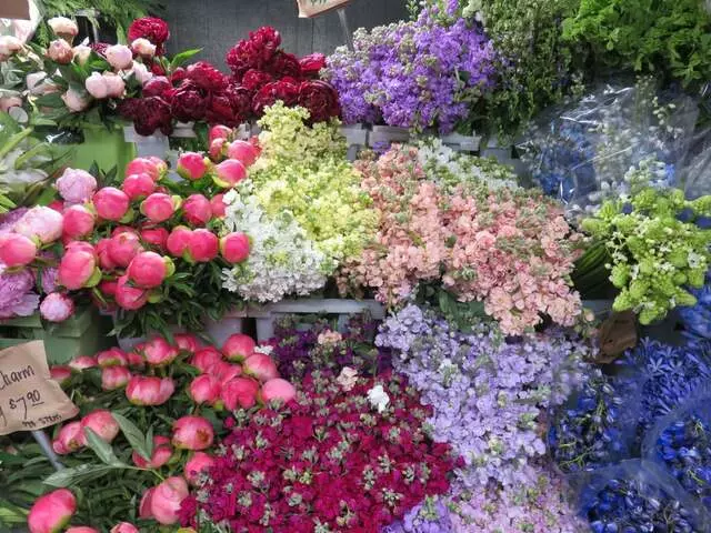 Austin Flower