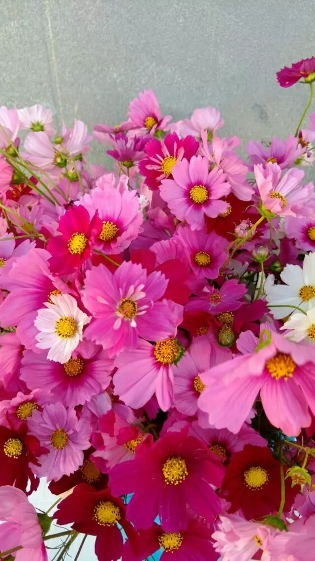 Austin Flower