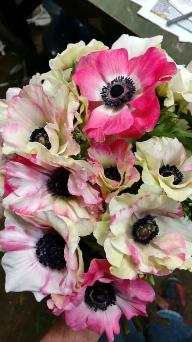 Austin Flower