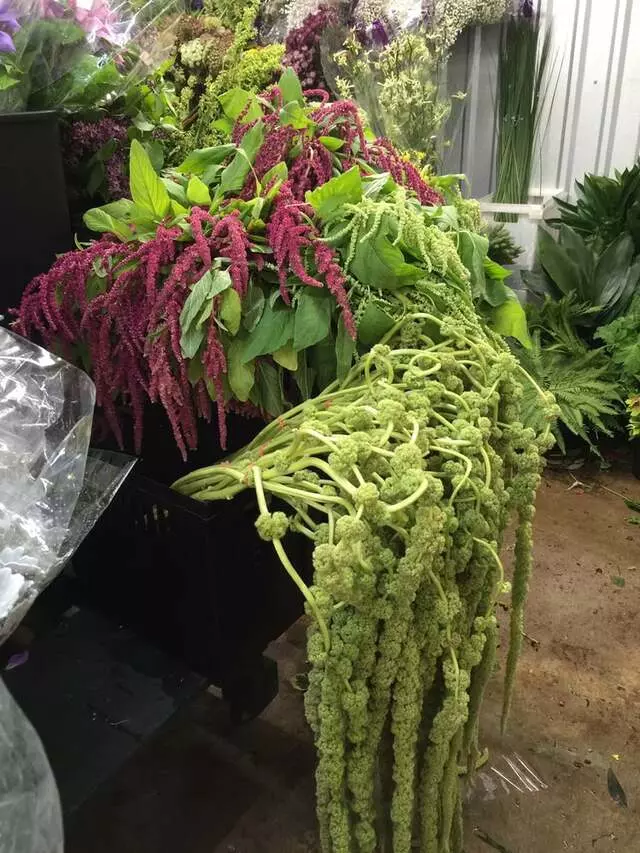 Austin Flower