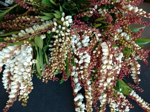 Austin Flower