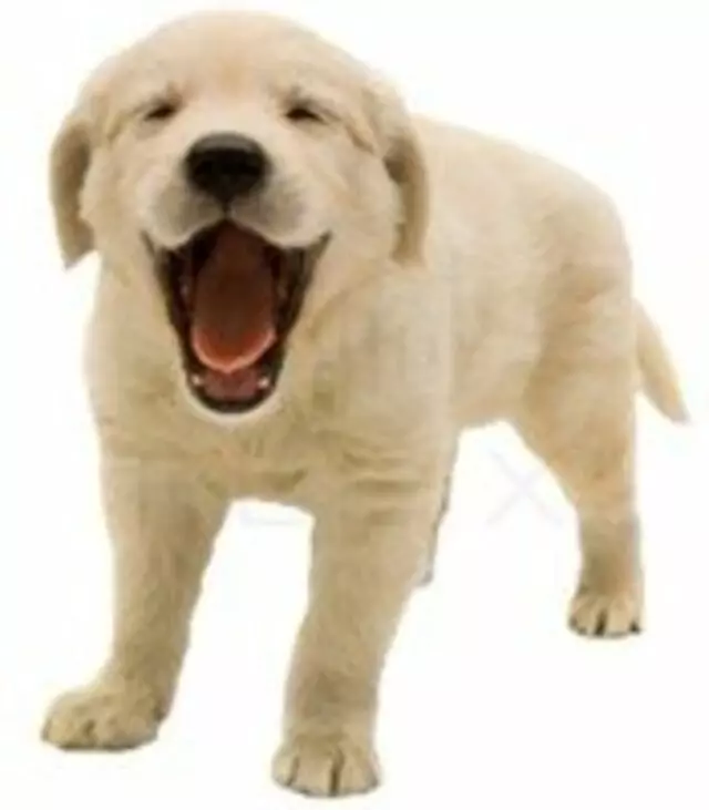 Abraham Veterinary Clinic