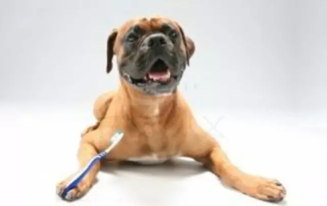 Abraham Veterinary Clinic