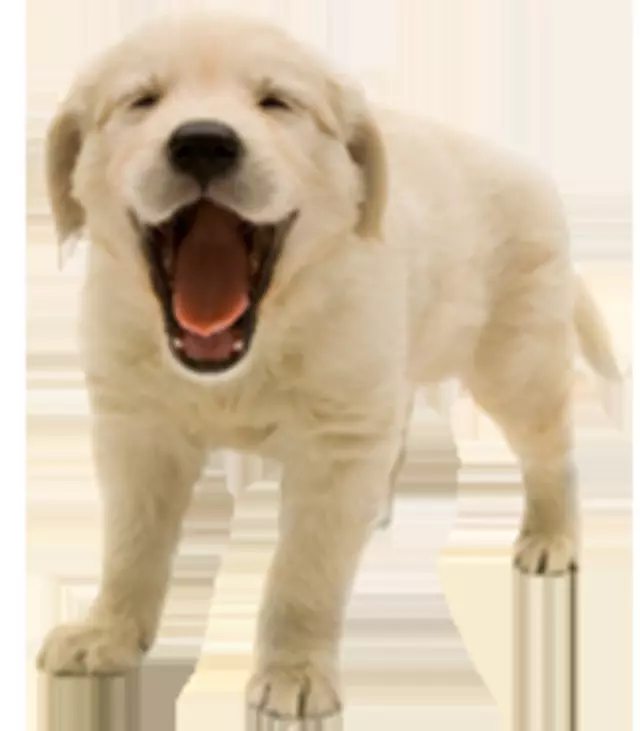 Abraham Veterinary Clinic