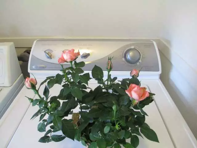 Alberto’s Appliances