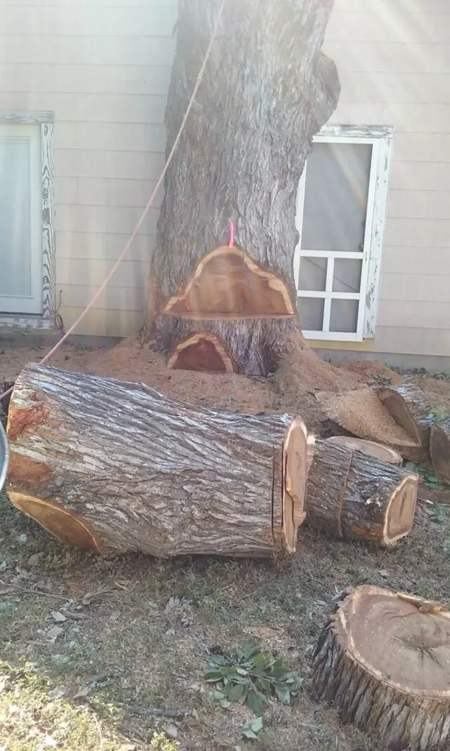Austin Professional Tree Care Service