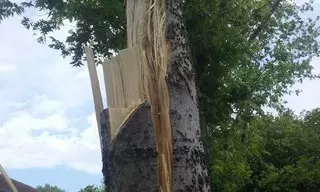 Austin Professional Tree Care Service