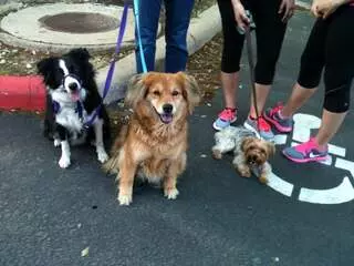 Austin Dog Zone