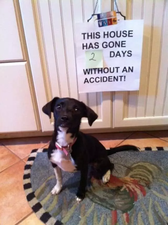Austin Dog Zone