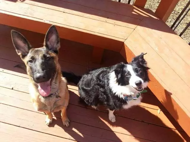 Austin Dog Zone