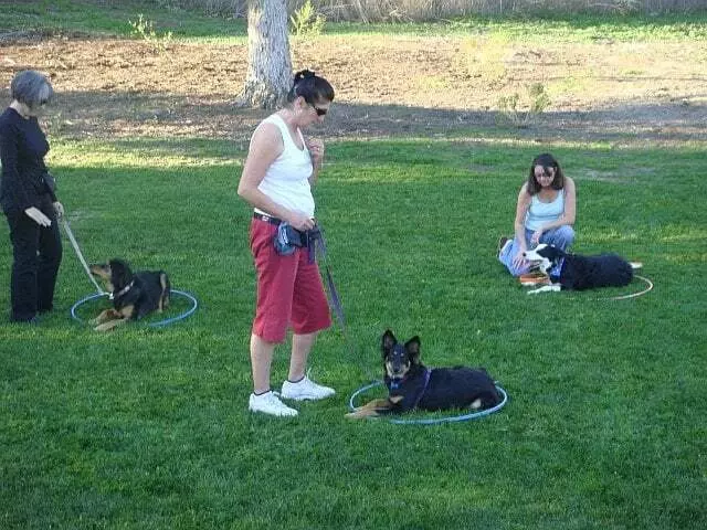 Austin Dog Zone