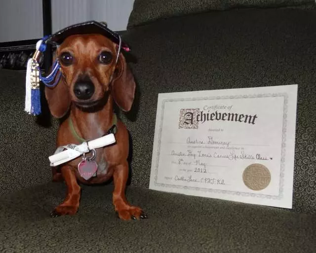 Austin Dog Zone