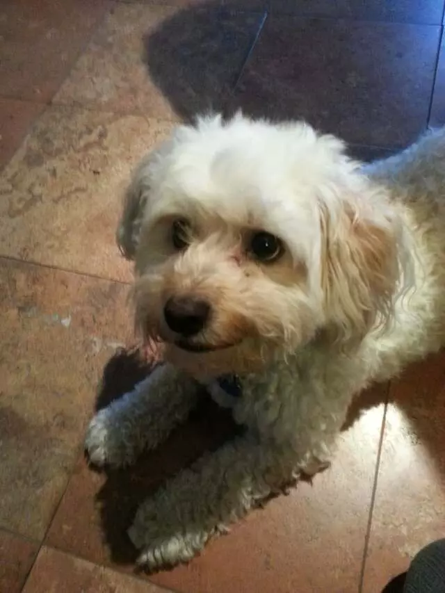 A Texas Pet Sitter