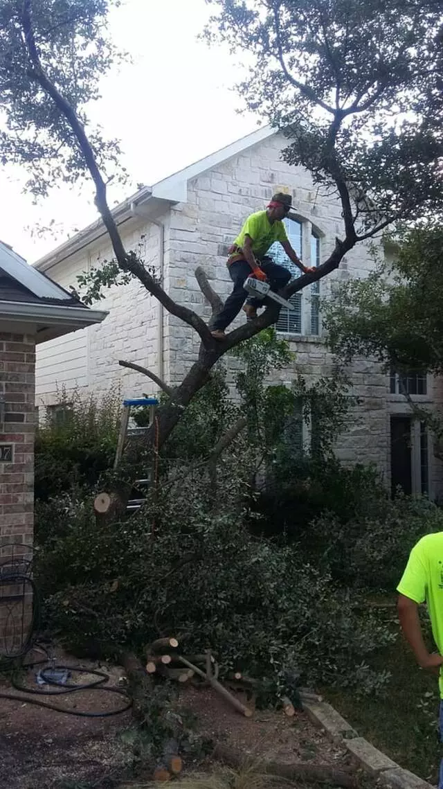 Austin All Seasons Tree Service