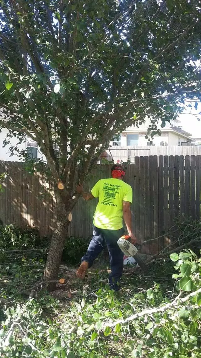 Austin All Seasons Tree Service