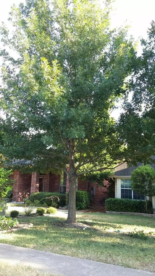 Austin All Seasons Tree Service
