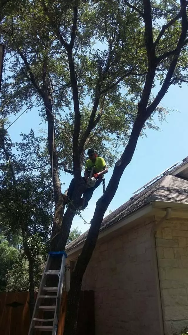 Austin All Seasons Tree Service