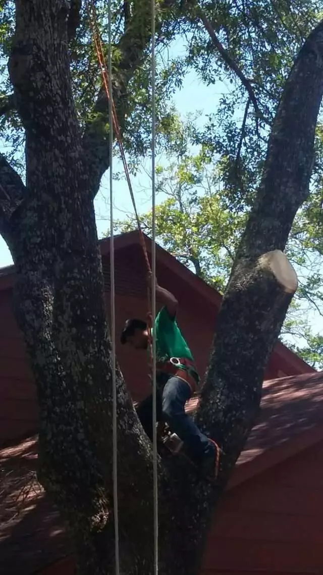 Austin All Seasons Tree Service