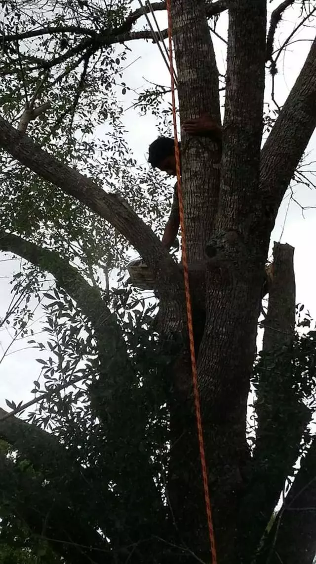Austin All Seasons Tree Service