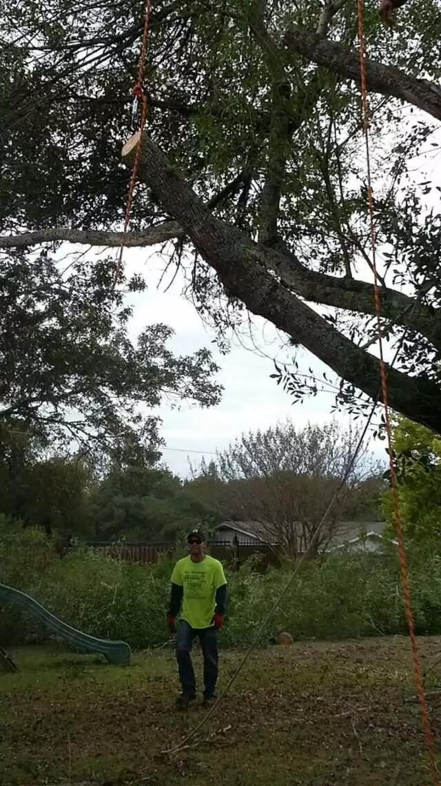 Austin All Seasons Tree Service