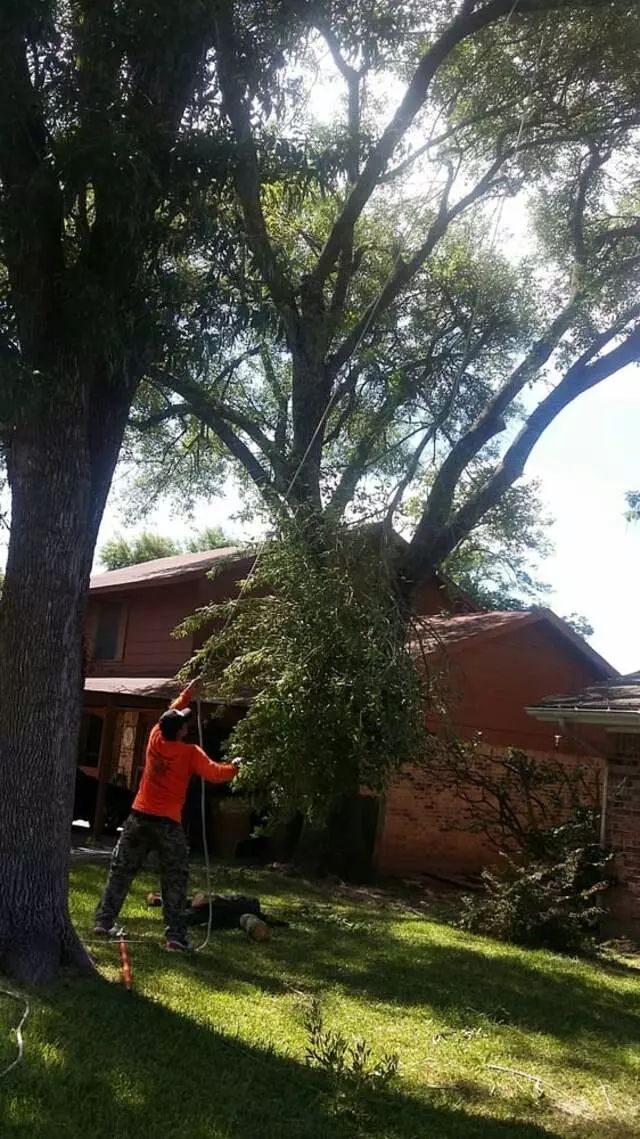 Austin All Seasons Tree Service