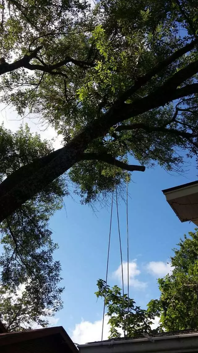 Austin All Seasons Tree Service